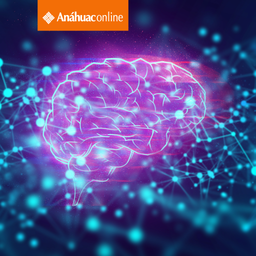 Fundamentos de Neuroeducación